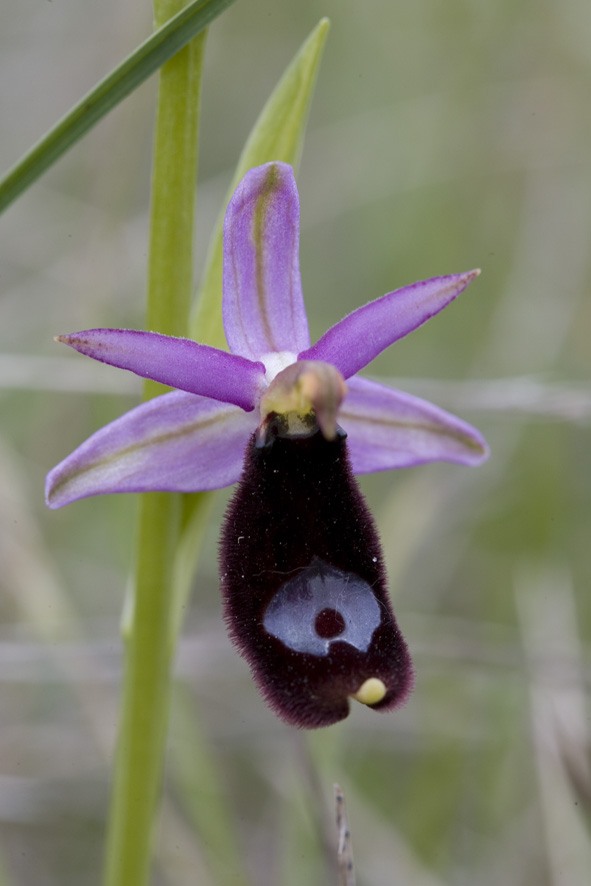 Ophrys fusca e Ophrys bertolonii